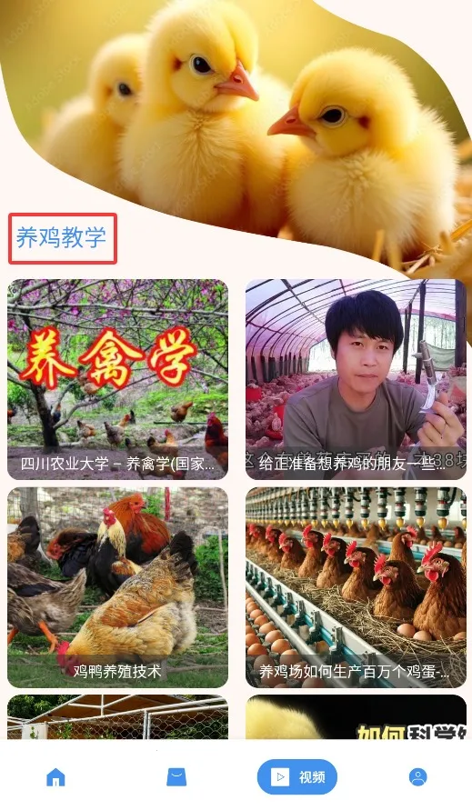 养鸡宝(养鸡教学) 养鸡宝(养鸡教学)