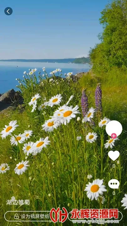 小鸟壁纸最新手机版 小鸟壁纸最新手机版