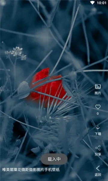 安果视频壁纸最新手机版 安果视频壁纸最新手机版