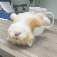 ��ƿ��Ƶ2026���°汾v1.1.3 ��׿��