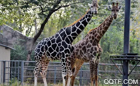 �й�����԰Э��