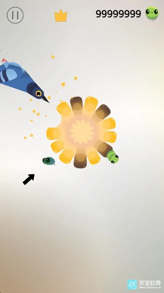 疯狂的鸽子 疯狂的鸽子