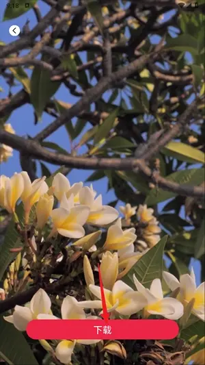 tibni���عٷ�����