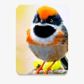 С��Ϻֱ�������ֻ���v1.3.3 app