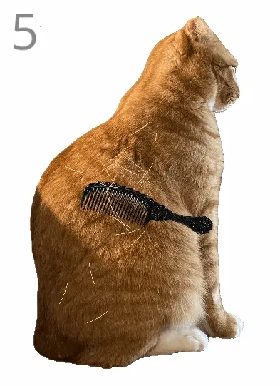 给猫梳毛2026最新版本
